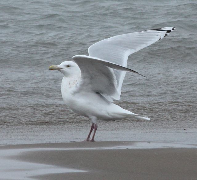 Nelson's Gull (adult)