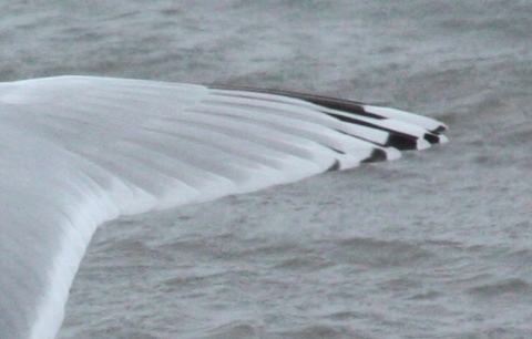 Nelson's Gull (adult)