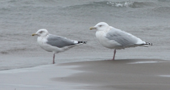 Nelson's Gull (adult)