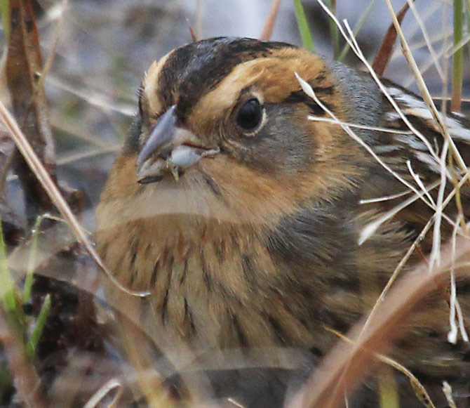 Nelson's Sparrow