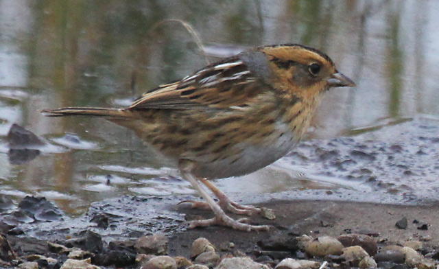 Nelson's Sparrow