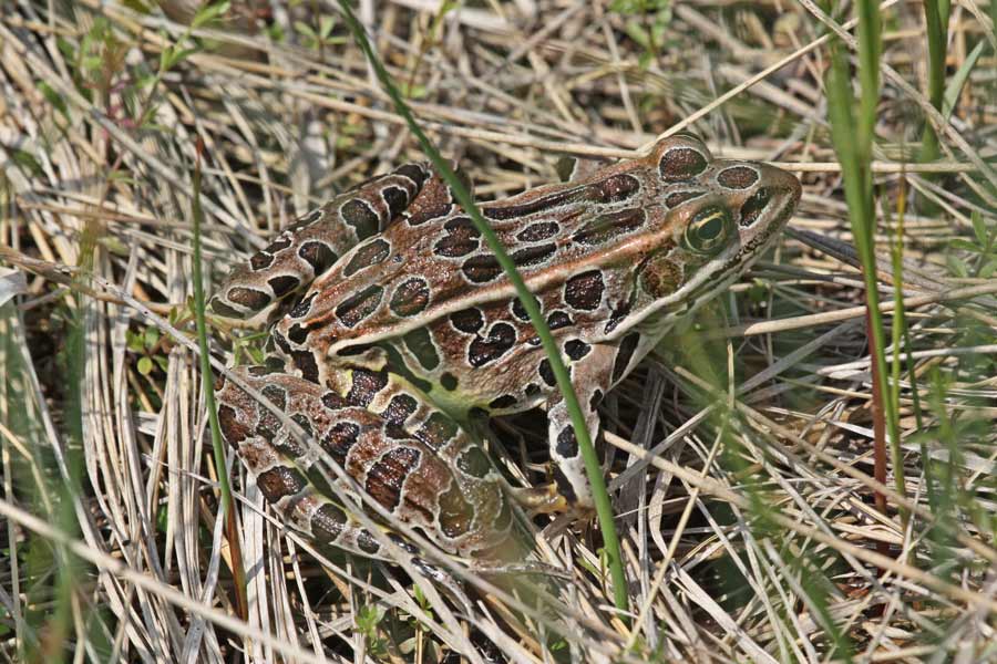 Northern Leopard Frog