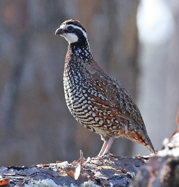 Northern Bobwhite
