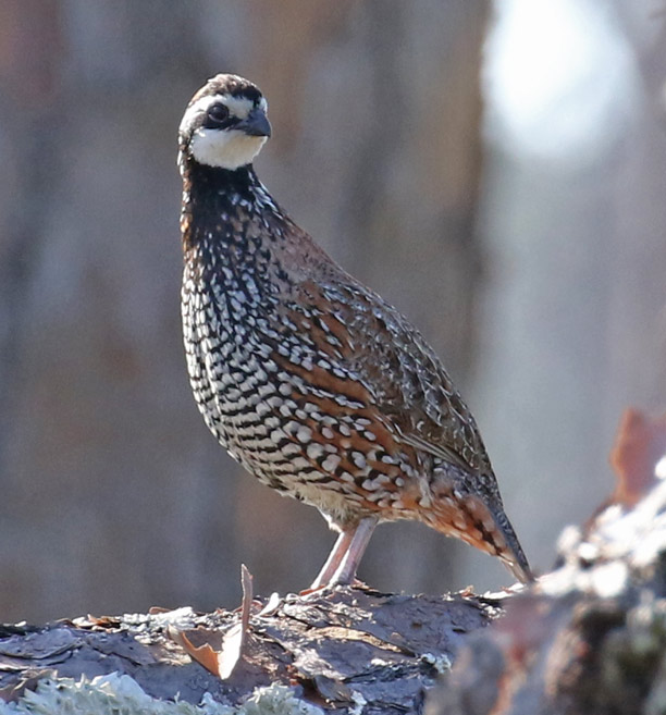 Northern Bobwhite