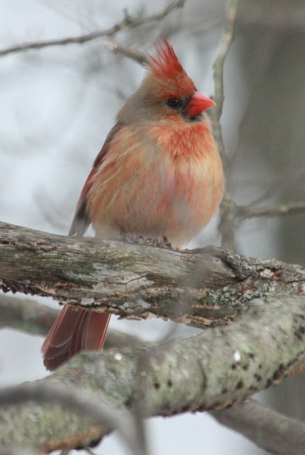 Northern Cardinal (1st winter male)