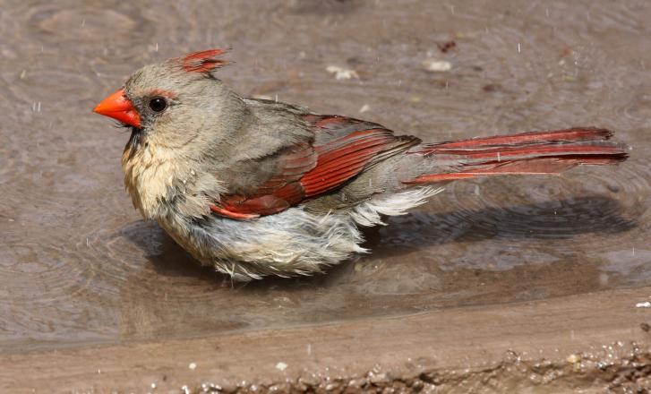 Northern Cardinal Photo #3