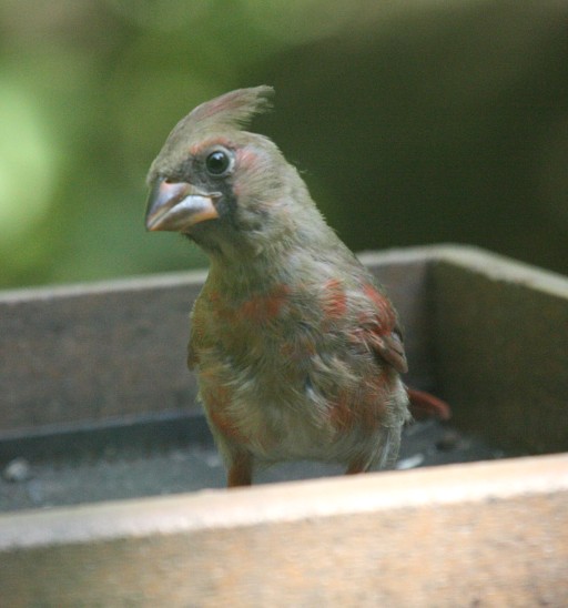 Northern Cardinal (juvenile)