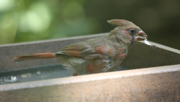 Northern Cardinal (juvenile)