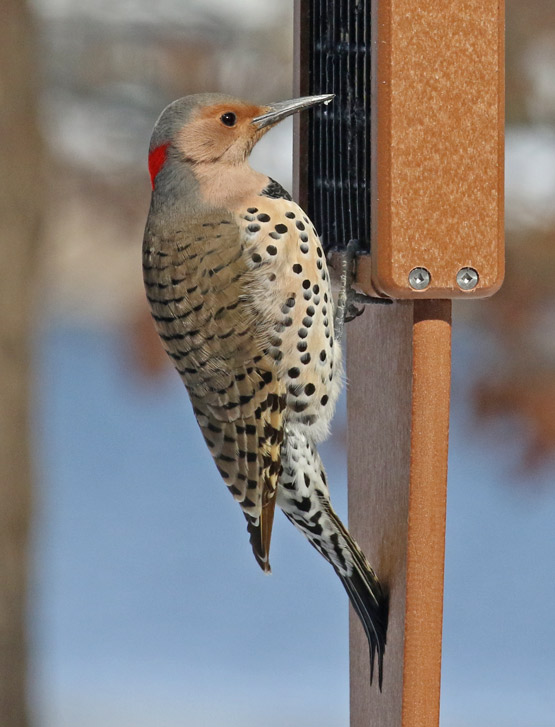 Northern Flicker Photo 1