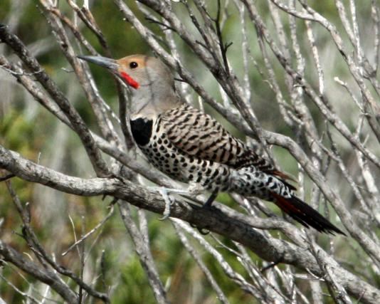 Northern Flicker photo #2