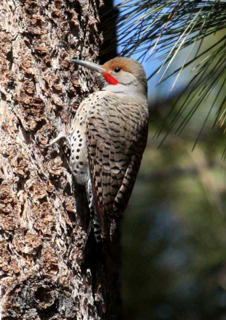 Northern Flicker photo #1