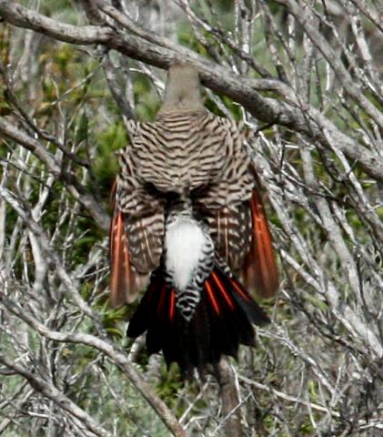 Northern Flicker photo #4