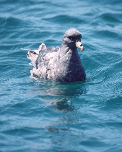 Northern Fulmar