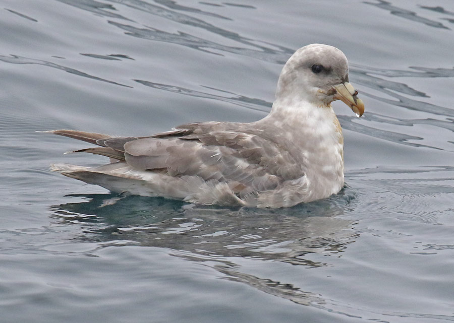 Northern Fulmar