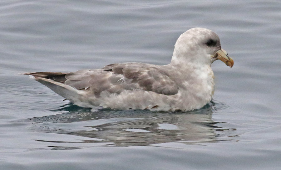 Northern Fulmar