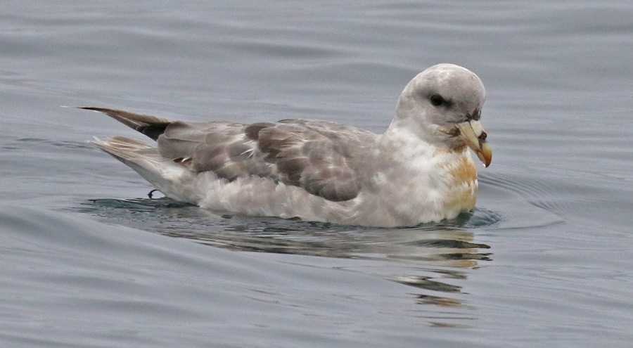 Northern Fulmar