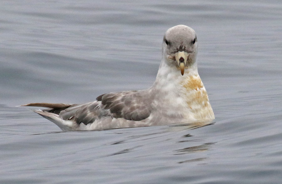 Northern Fulmar