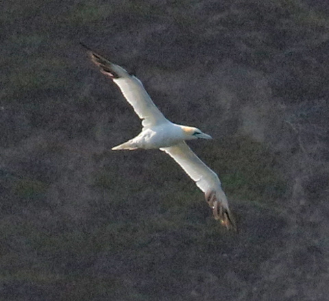 Northern Gannet (adult)