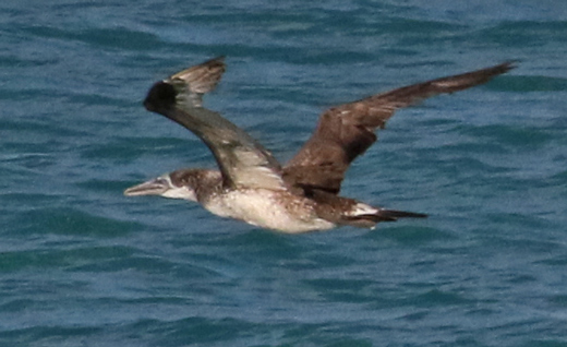 Masked Booby