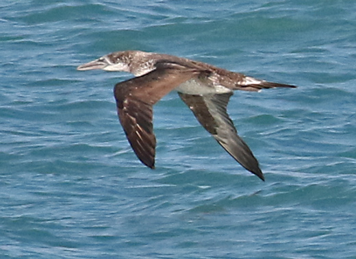 Masked Booby