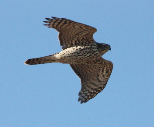 Northern Goshawk photo #2