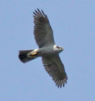 Northern Goshawk