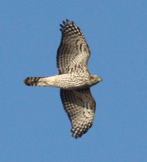 Northern Goshawk photo #1