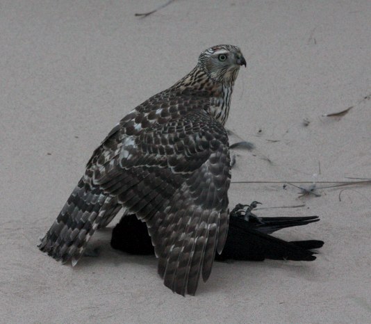 Northern Goshawk photo #2