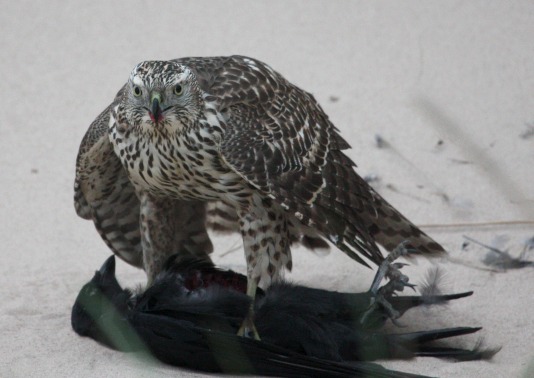 Northern Goshawk photo #3