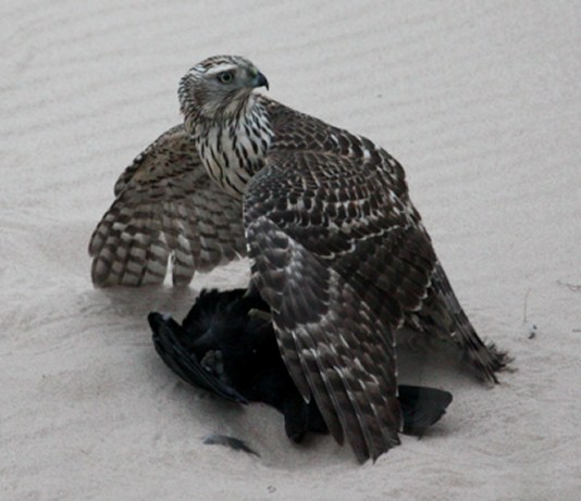 Northern Goshawk photo #1