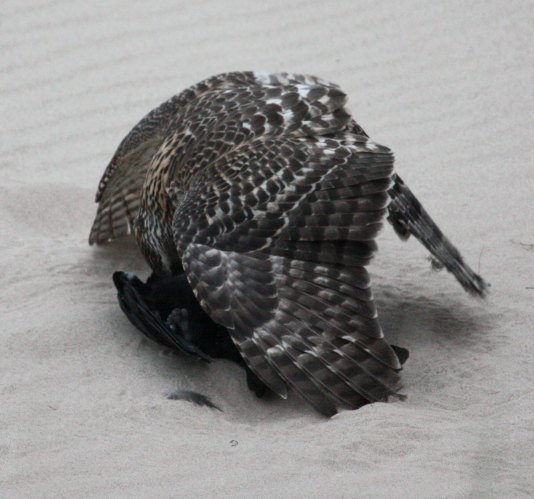 Northern Goshawk photo #4