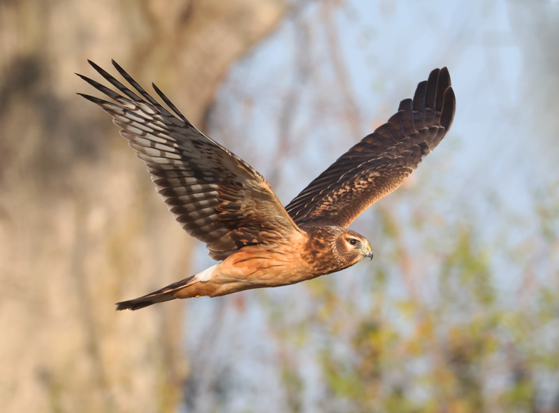 Northern Harrier (juvenile) photo #1