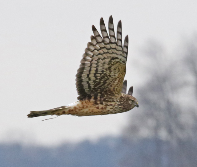 Northern Harrier