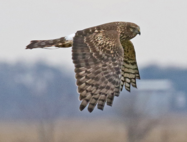 Northern Harrier