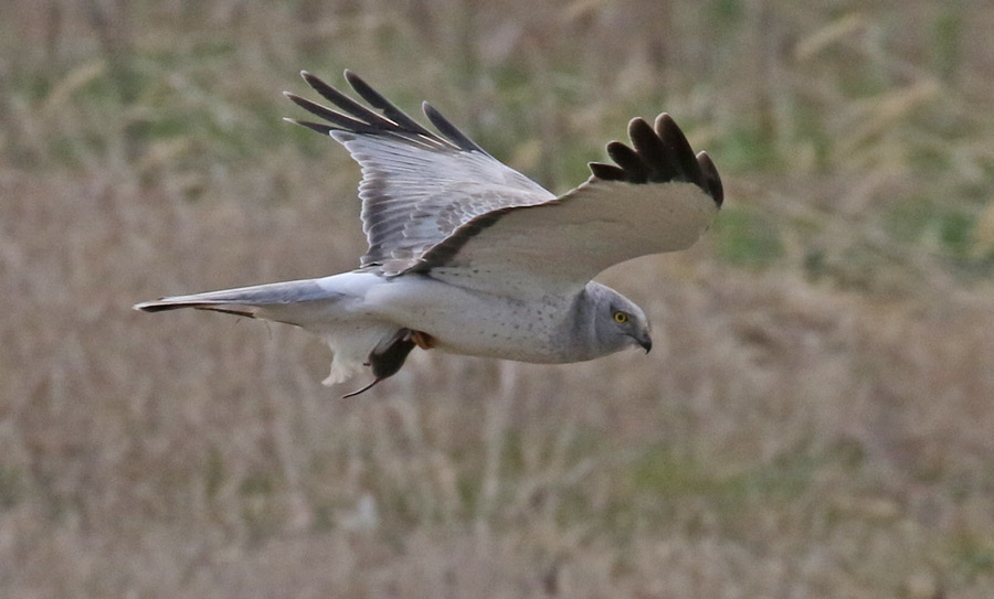 Northern Harrier