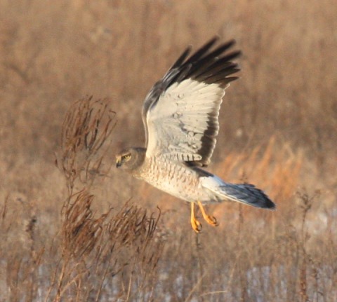 Northern Harrier