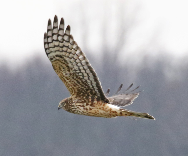 Northern Harrier