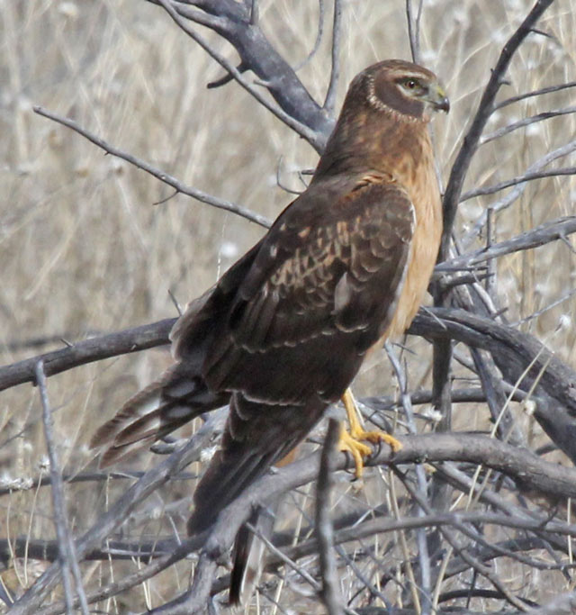 Northern Harrier (juvenile) photo #3