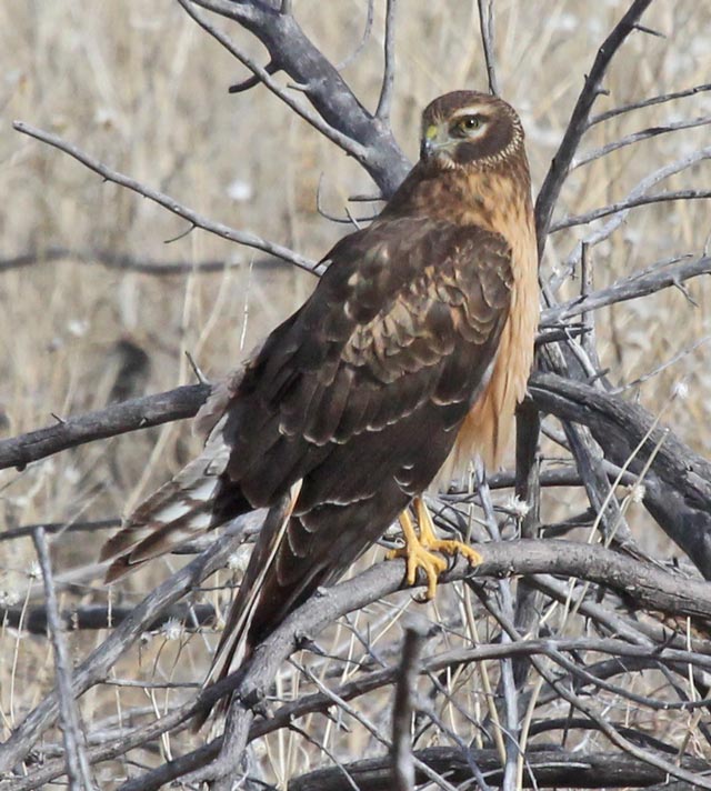 Northern Harrier (juvenile) photo #2