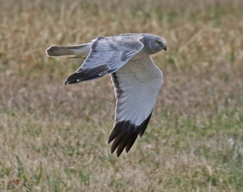 Northern Harrier