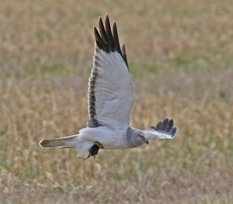 Northern Harrier