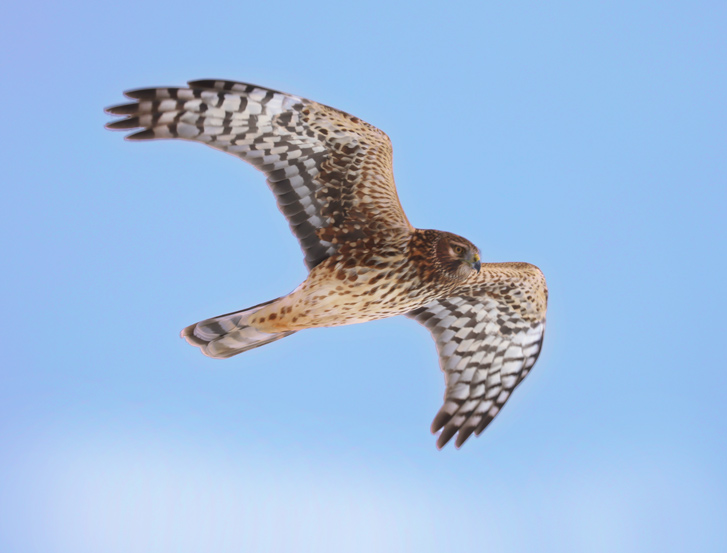 Northern Harrier