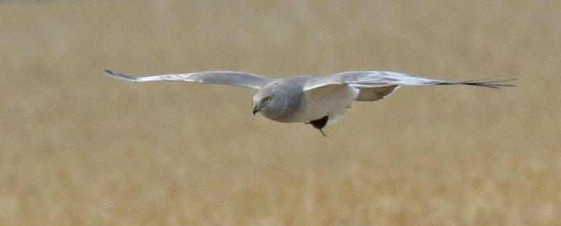 Northern Harrier