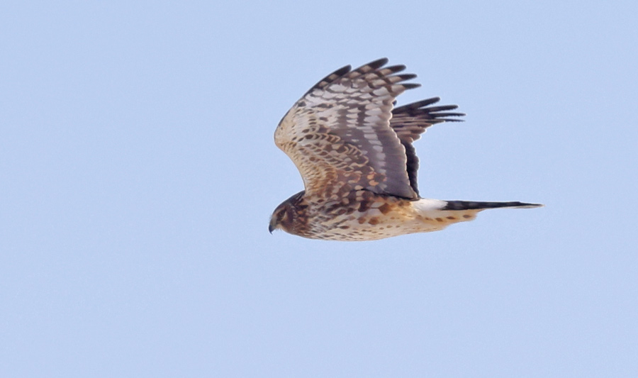 Northern Harrier