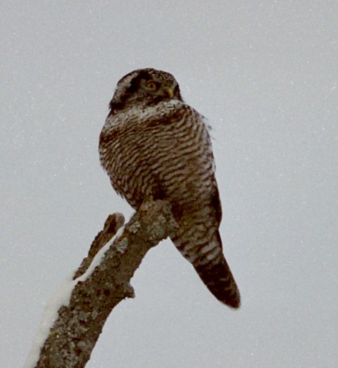 Northern Hawk-owl
