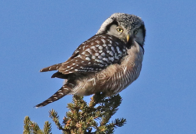 Northern Hawk Owl