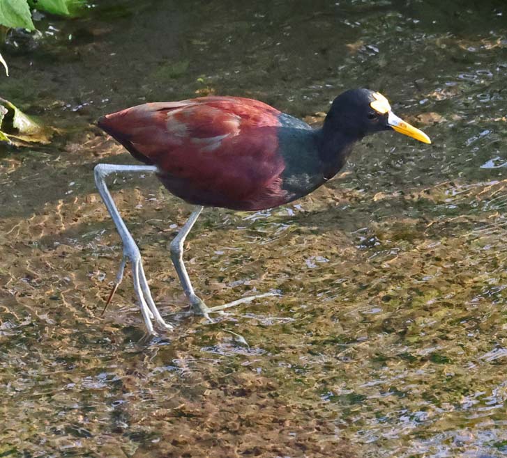 Northern Jacana