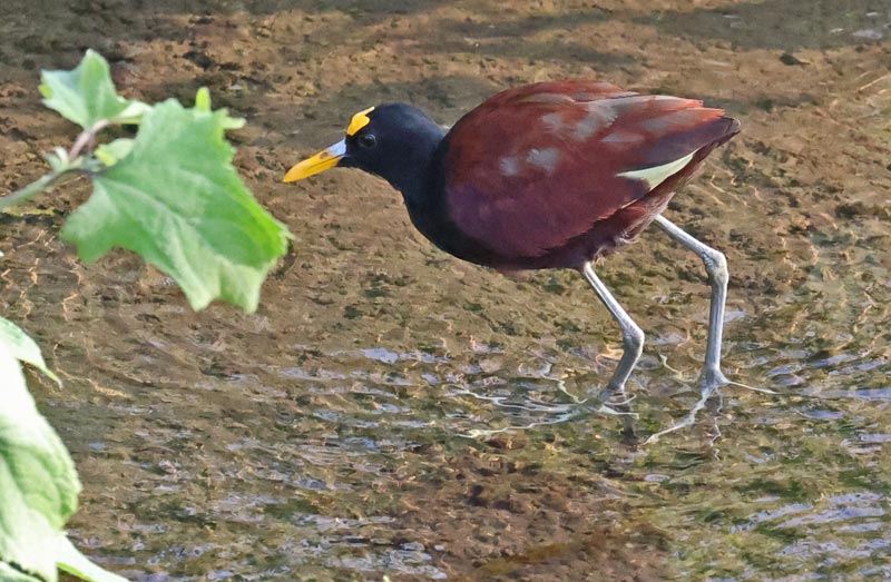 Northern Jacana