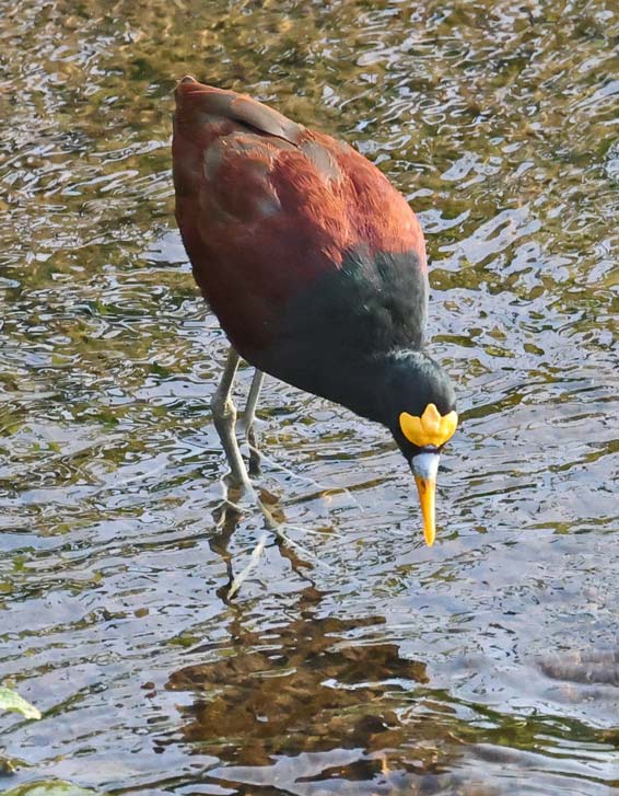 Northern Jacana