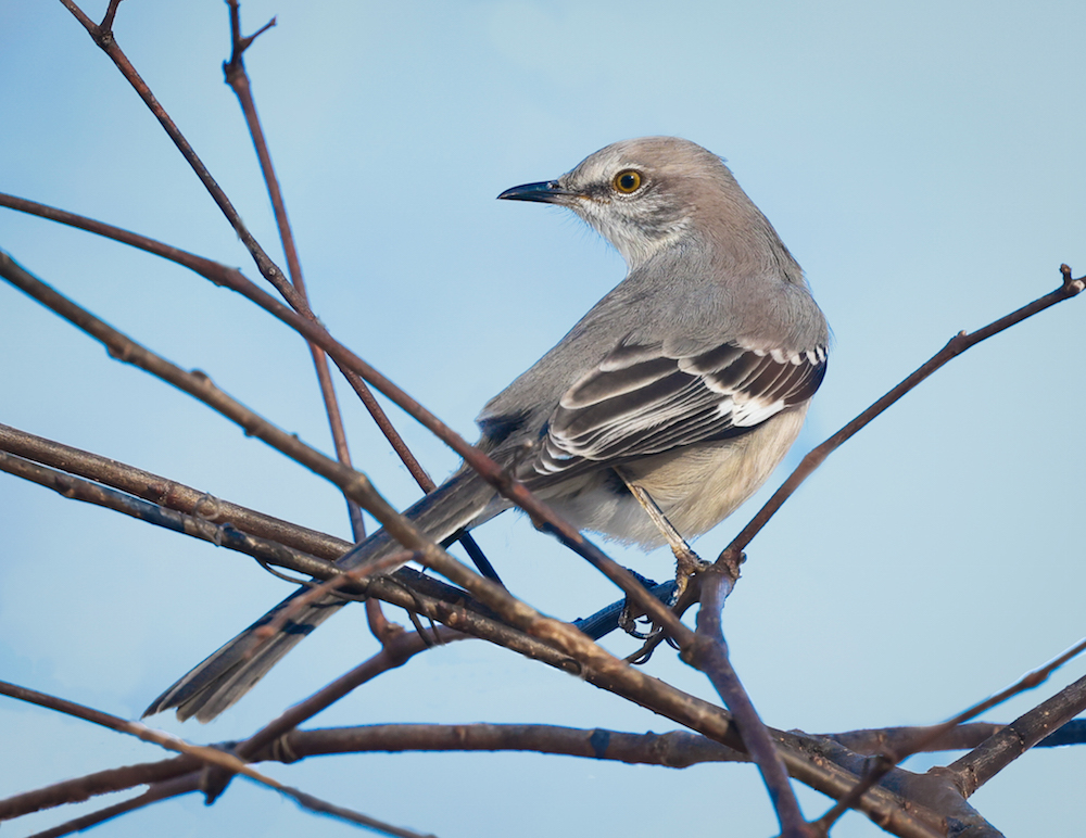 Northern Mockingbird Photo 1